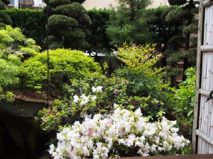新緑の季節となりました。