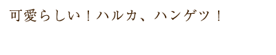 可愛らしい！ハルカ、ハンゲツ！