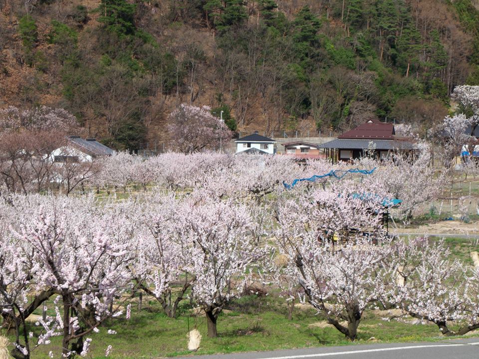 お花は今週末が見頃です♪