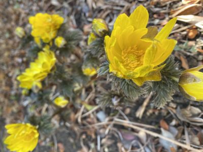 花情報　福寿草咲きました！