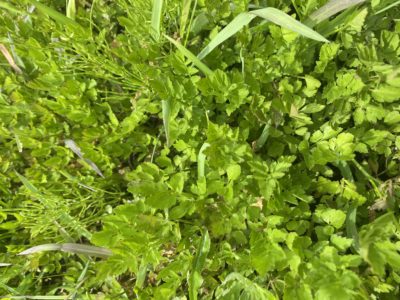 この野草は何でしょうか?