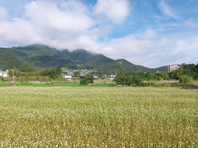 戸倉上山田温泉郊外の夏そばの花