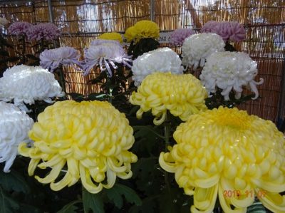 八幡神社で菊花展。