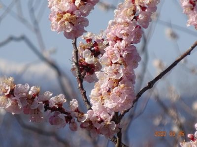 若宮地区の杏はそろそろ満開です。