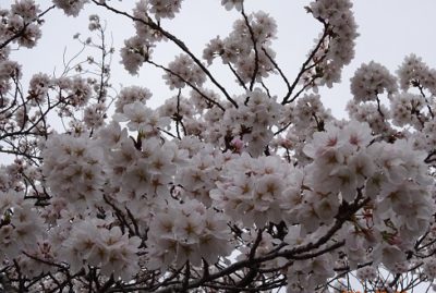 中央公園のさくら