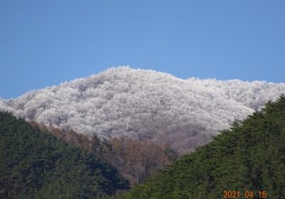 今朝は冷えました。