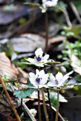 花情報 セツブンソウ、咲き始めました!!