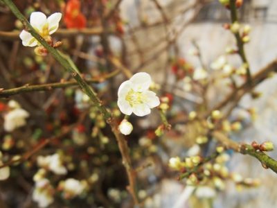 明日は今年最初の日曜日です☆