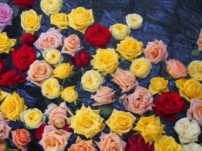 本日の薔薇風呂(1階女性露天風呂)