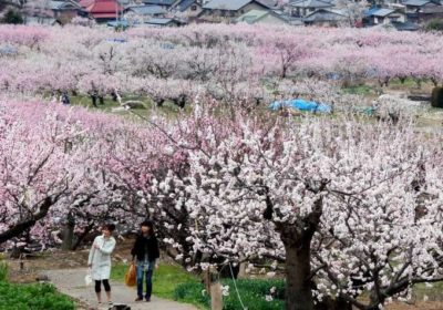 あんず花まつりは、明日3月26日から4月10日まで